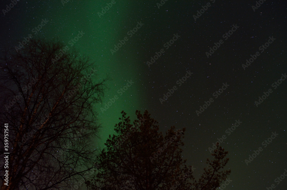 strong aurora borealis dancing on winter night sky over tree tops in northern Norway