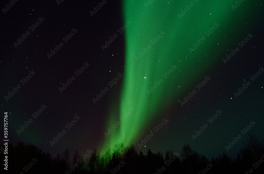 strong aurora borealis dancing on winter night sky over tree tops in northern Norway