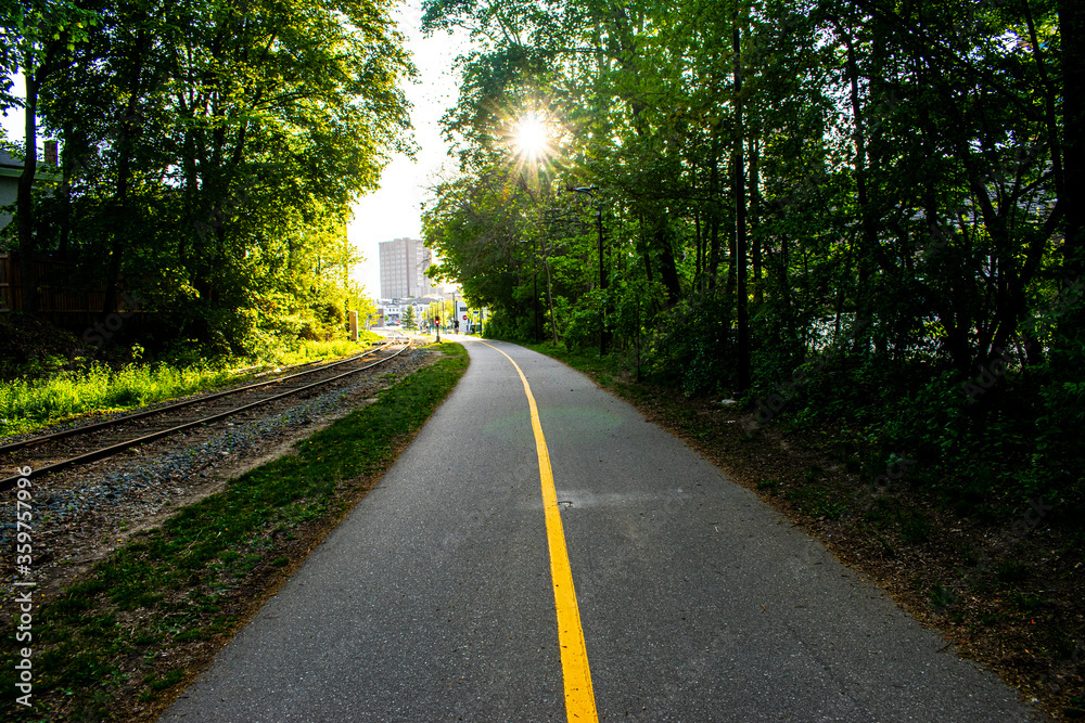 trail between the trees 