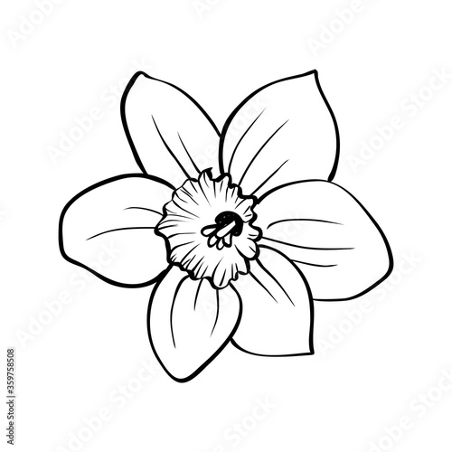 Narcissus flower isolated on white background. Outline hand drawing sketch. Vector decorative element for natural or romantic design, botanical illustration, coloring book.