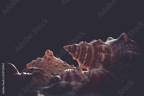 seashells and starfish on the beach