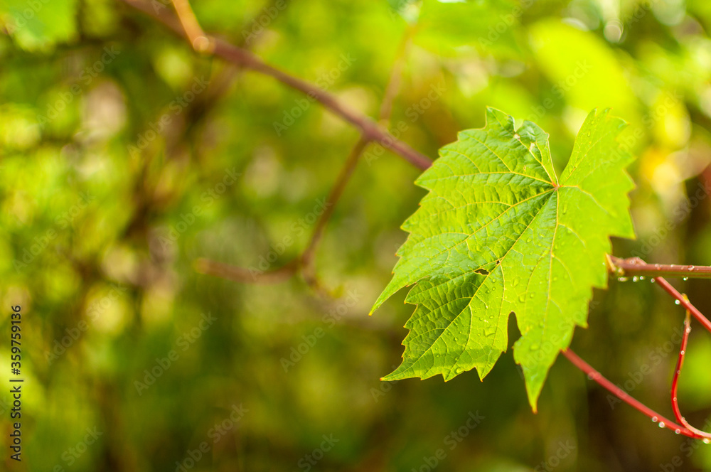 Spring Grape Vine leaf on floral blurred background with water droplets. Vitis vinifera. Spring Grape Vine leaf on floral blurred background with water droplets. Vitis vinifera.