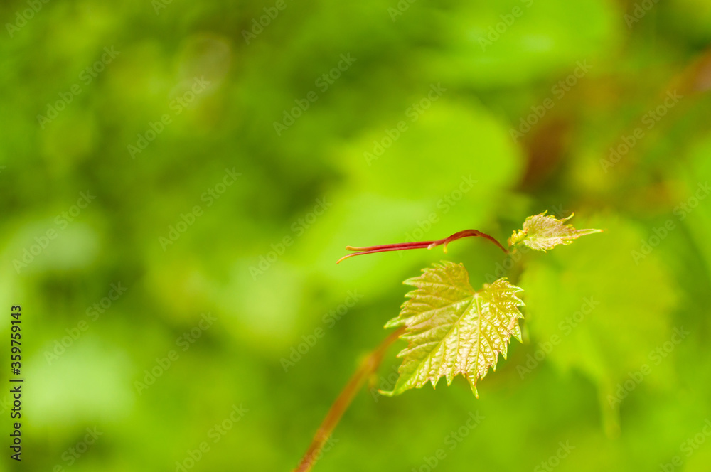 Spring fresh Grape Vine leaf on greenery blurred background with space for text. Vitis vinifera. Spring fresh Grape Vine leaf on greenery blurred background with space for text. Vitis vinifera.