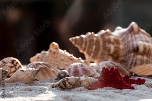 seashells and starfish on the beach