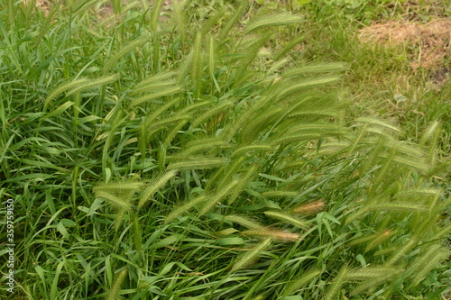 hordeum murinum aka wall barley or false barley grass plant photo