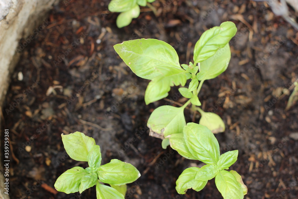 healthy Basil leafs healthy Basil leafs