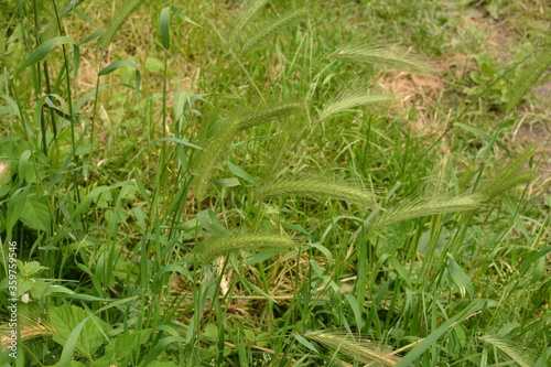 hordeum murinum aka wall barley or false barley grass plant photo