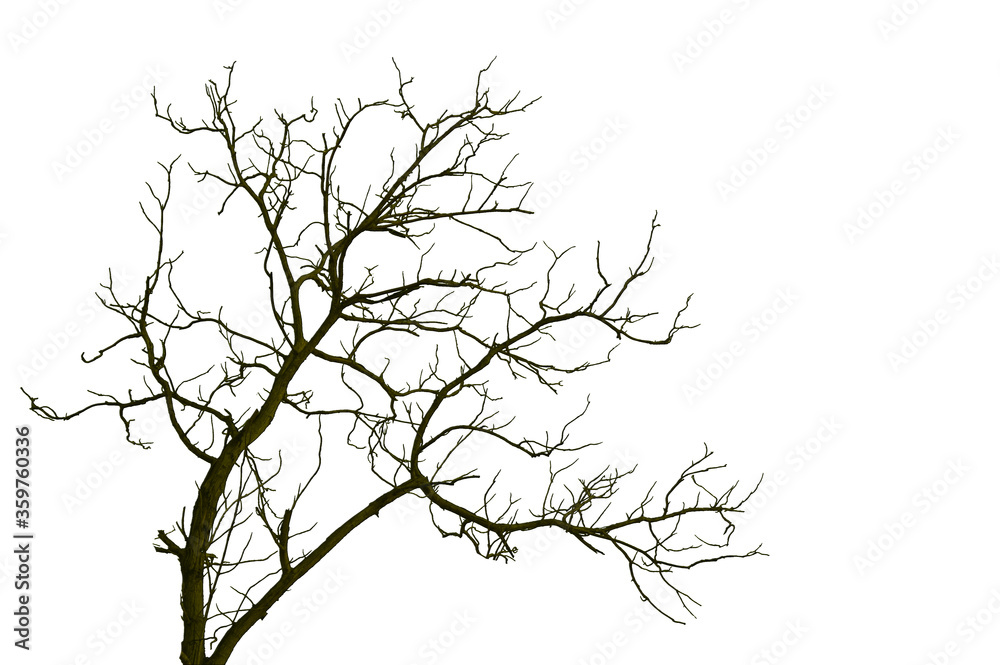 Fototapeta premium The background image of white trees in spring