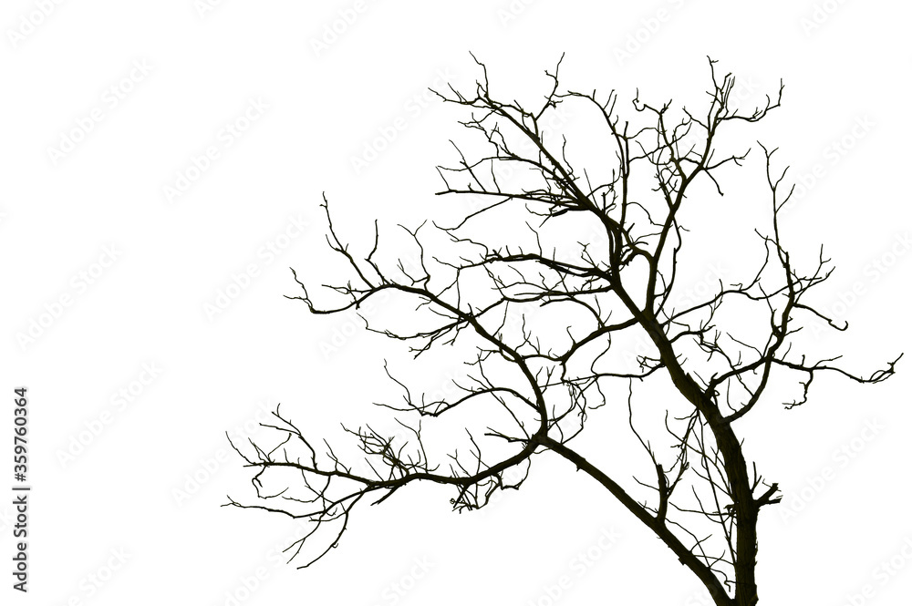 Obraz premium The background image of white trees in spring