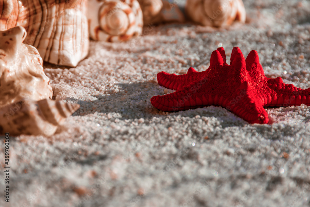 seashells and red starfish covered in sand seashells and red starfish covered in sand
