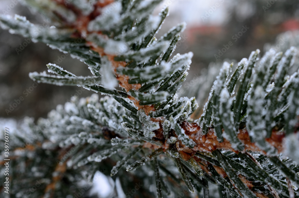 ice and frost covered spruce tree needles on branch ice and frost covered spruce tree needles on branch