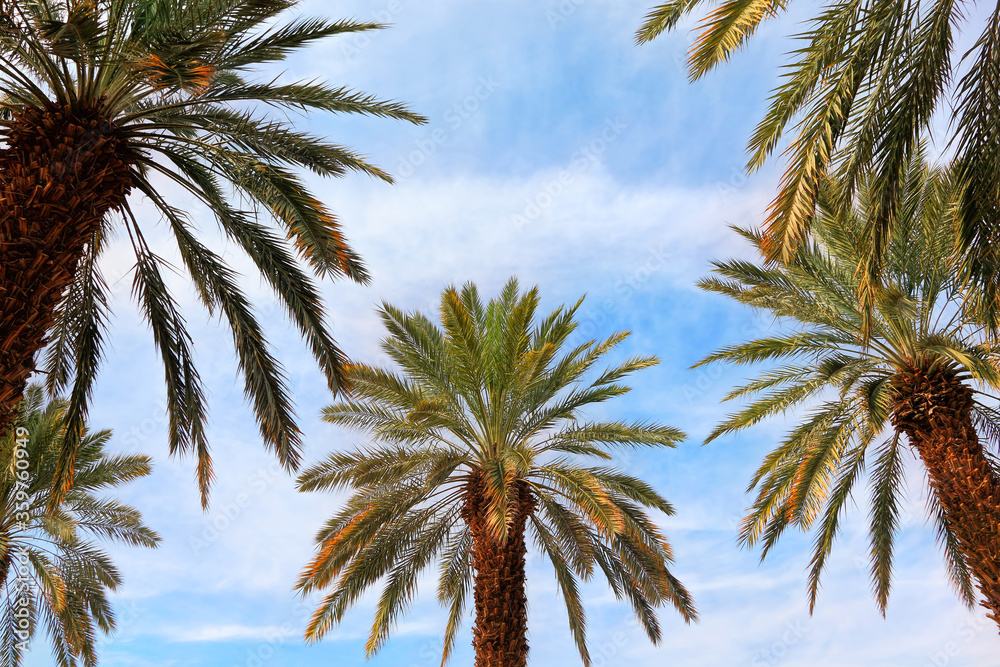 Date palm trees plantation. Cultivated palms grow on irrigated ground in sunny day