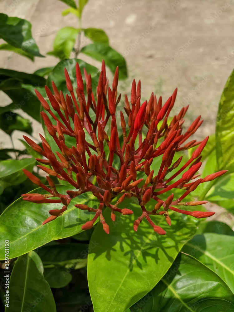 red and green leaves with beautiful background red and green leaves with beautiful background