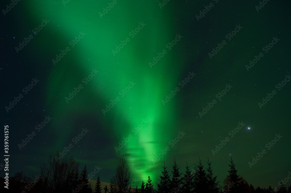 vibrant aurora borealis, northern lights over forest and trees in the arctic winter night
