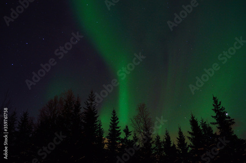 vibrant aurora borealis  northern lights over forest and trees in the arctic winter night