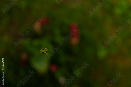 Tulip pistill with no petals on dark green blurred background. View from above. Tulipa Triumph. photo