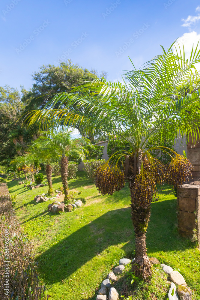 Costa Rica phoenix dactylifera date palms