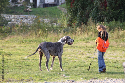 dog animal play weekend girl  friends