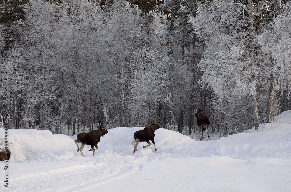 moose mother and two calfs running into the frost covered forest in the arctic circle moose mother and two calfs running into the frost covered forest in the arctic circle