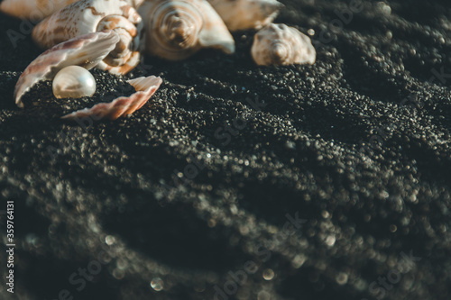 seashells with pearl on sand