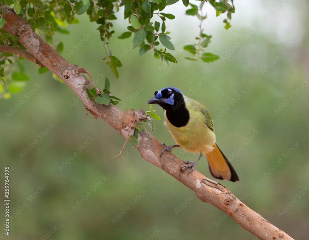 Obraz premium Beautiful Green Jay in southern Texas USA
