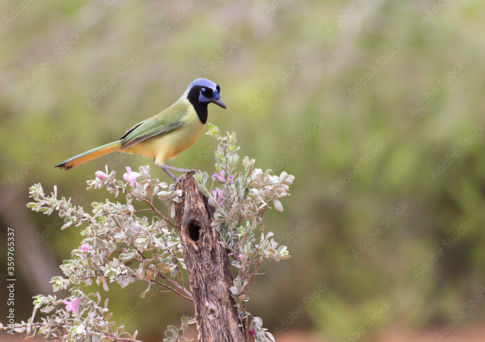 Obraz premium Beautiful Green Jay in southern Texas USA