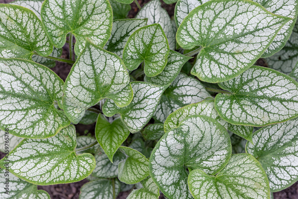 Beautiful motley leaf pattern. Brunnera. Beautiful motley leaf pattern. Brunnera.