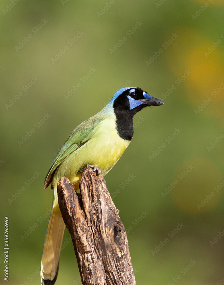 Obraz premium Beautiful Green Jay in southern Texas USA