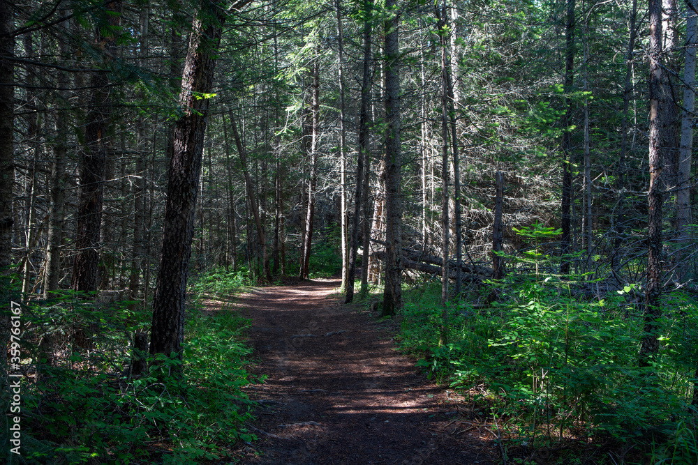 Obraz premium Farragut State Park