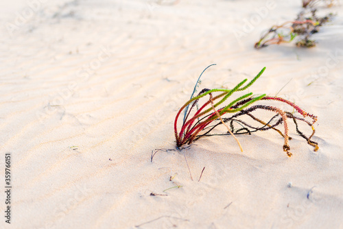 plant in the desert - conceptual photo for growth in adverse conditions
