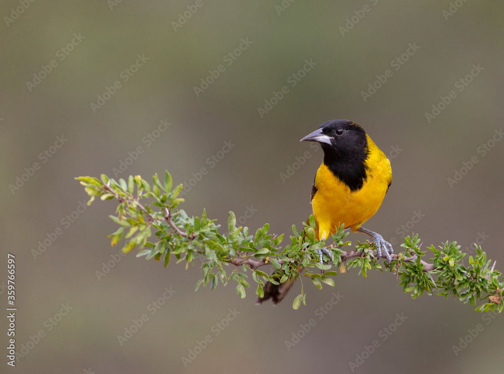 Fototapeta premium Audubon's oriole in Southern Texas