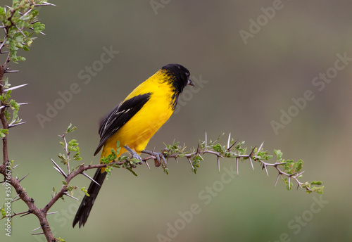 Audubon's oriole in Southern Texas