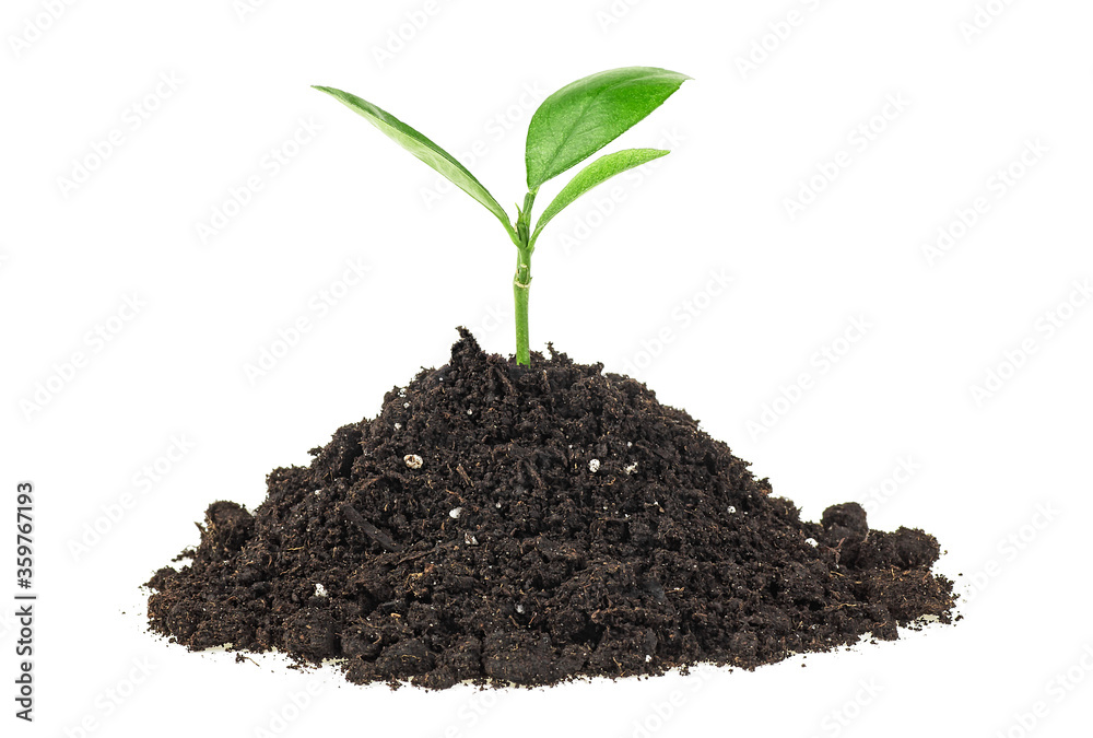 Green sprout growing out from soil isolated on a white background Green sprout growing out from soil isolated on a white background