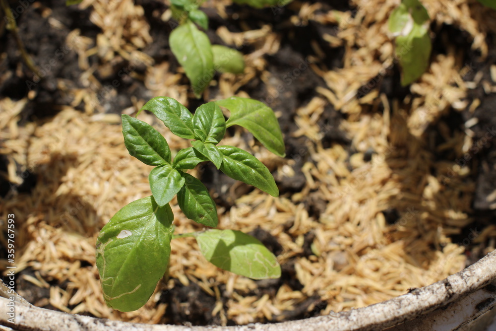 healthy Basil leafs healthy Basil leafs
