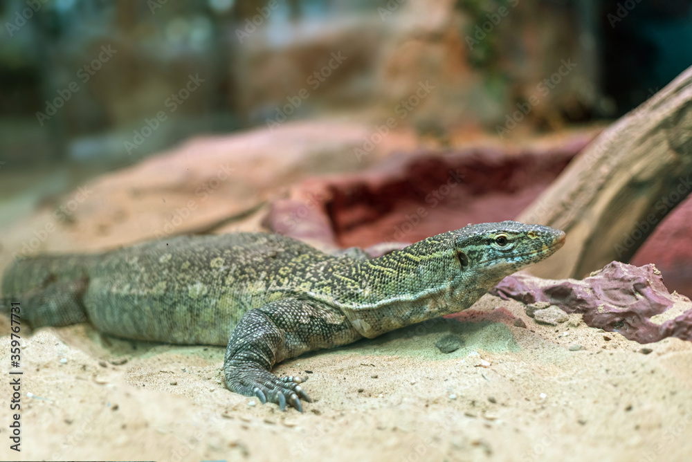 Monitor lizard on the sand, selective focus. Monitor lizard on the sand, selective focus.
