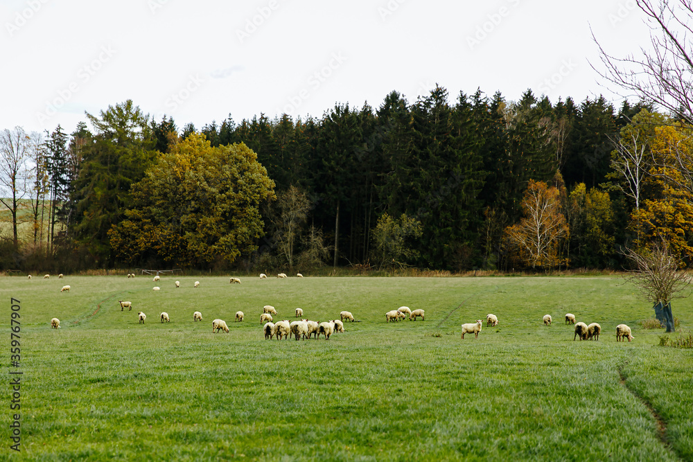 Flock of sheep grazing on beautiful green meadow