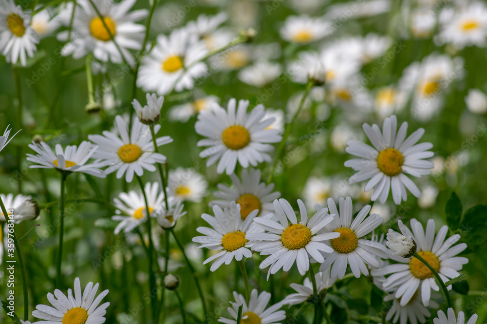 Fototapeta premium Leucanthemum vulgare meadows wild oxeye daisy flowers with white petals and yellow center in bloom, flowering beautiful plants