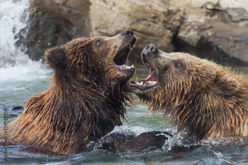Grizzlies Play Fighting in Water