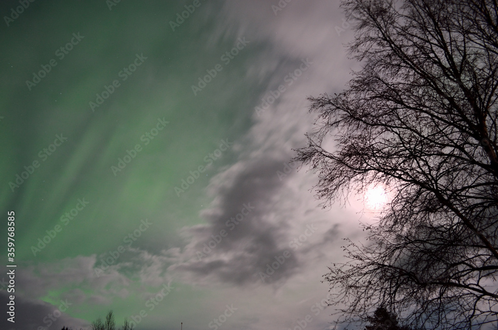aurora borealis on winter night sky