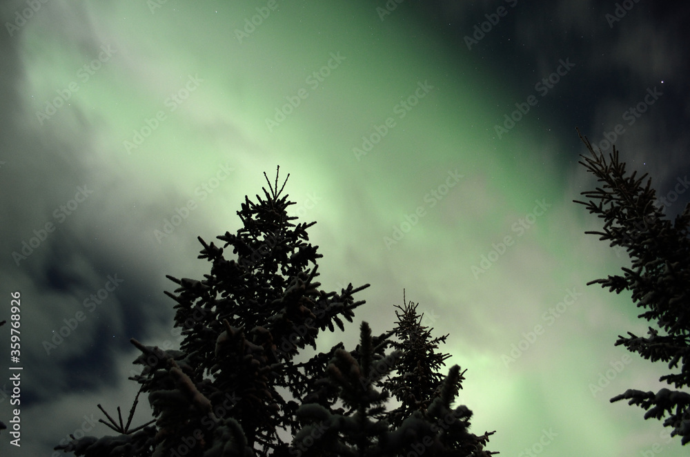 Naklejka premium Beautiful aurora borealis in winter spruce tree forest
