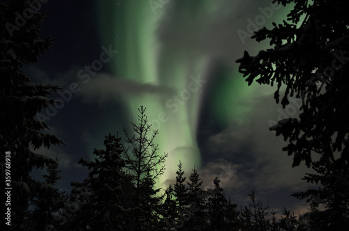Beautiful aurora borealis in winter spruce tree forest