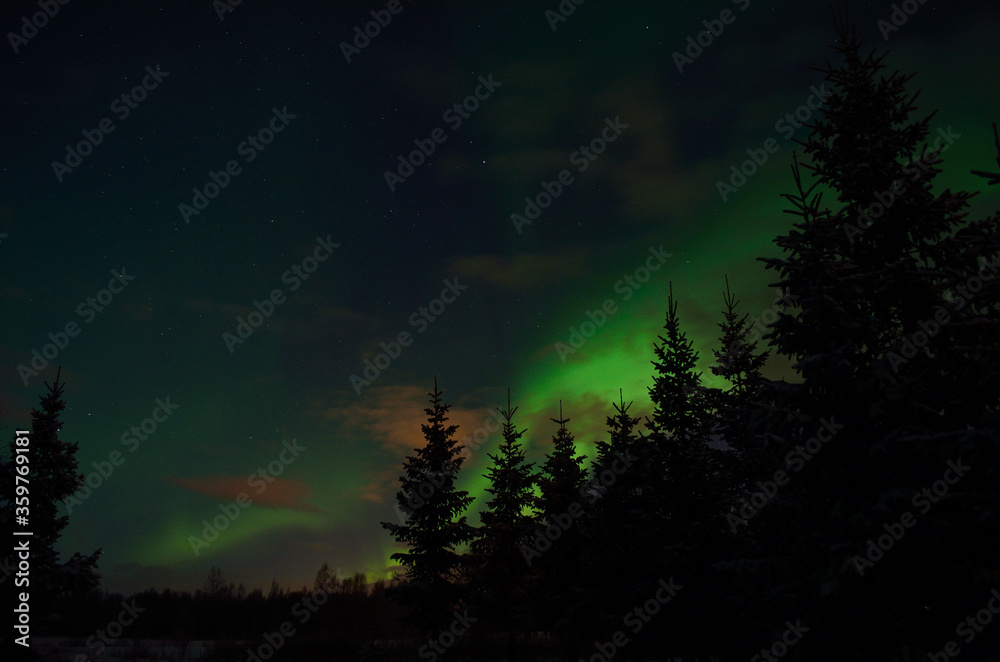 Beautiful aurora borealis in winter spruce tree forest Beautiful aurora borealis in winter spruce tree forest