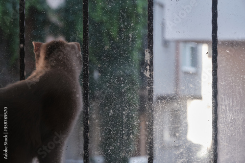 Cat in dusty, dirty glass window © ozencdeniz