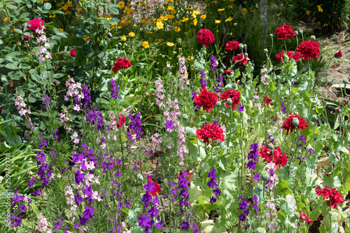 Summer variety of flowers - annual terry poppy, annual delphinium, coreopsis and rose..