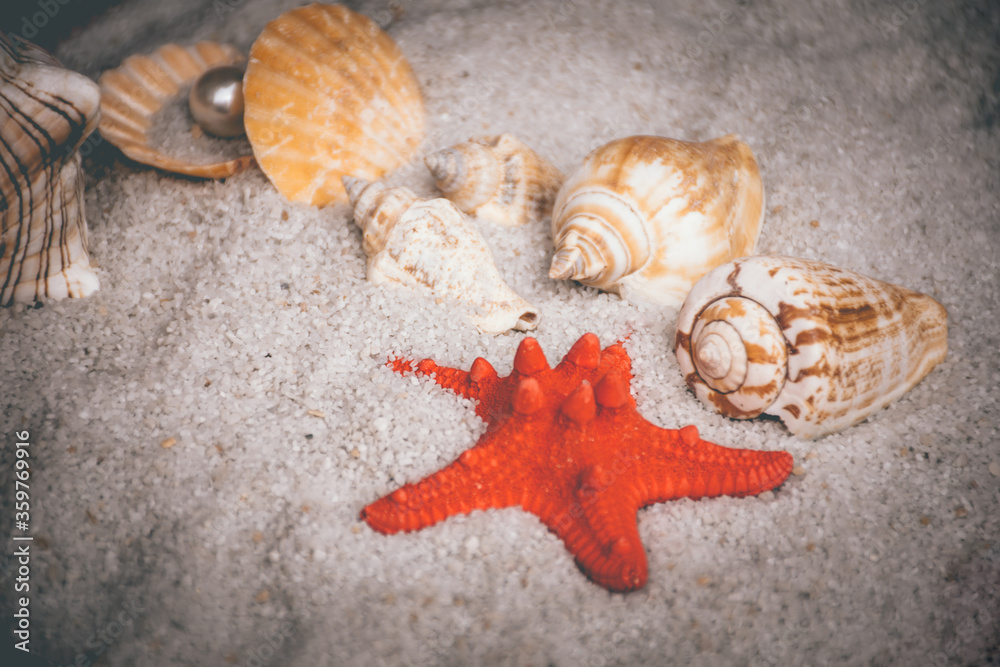 seashells and starfish in sand on a beach seashells and starfish in sand on a beach