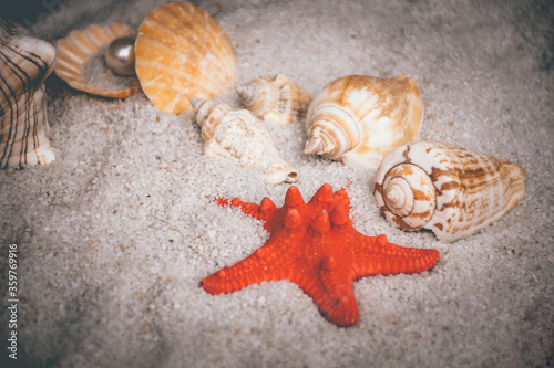 seashells and starfish in sand on a beach