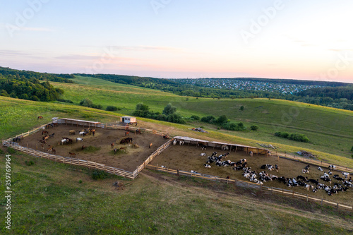 Rural landscape. In the foreground is a corral with horses and cows, in the background-a hilly wooded area and a pink sky in the rays of the setting sun. Shooting from a drone. photo