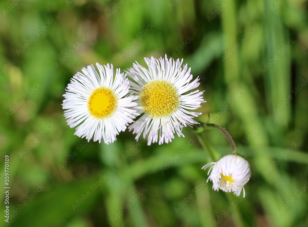 A close view of the daisies in the green grass. A close view of the daisies in the green grass.