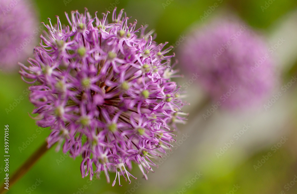 Blooming purple ornamental onion flower on floral spring background. Allium aflatunense. Blooming purple ornamental onion flower on floral spring background. Allium aflatunense.