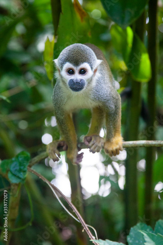 Mico pequeño de origen tropical  © Javier Alarcon